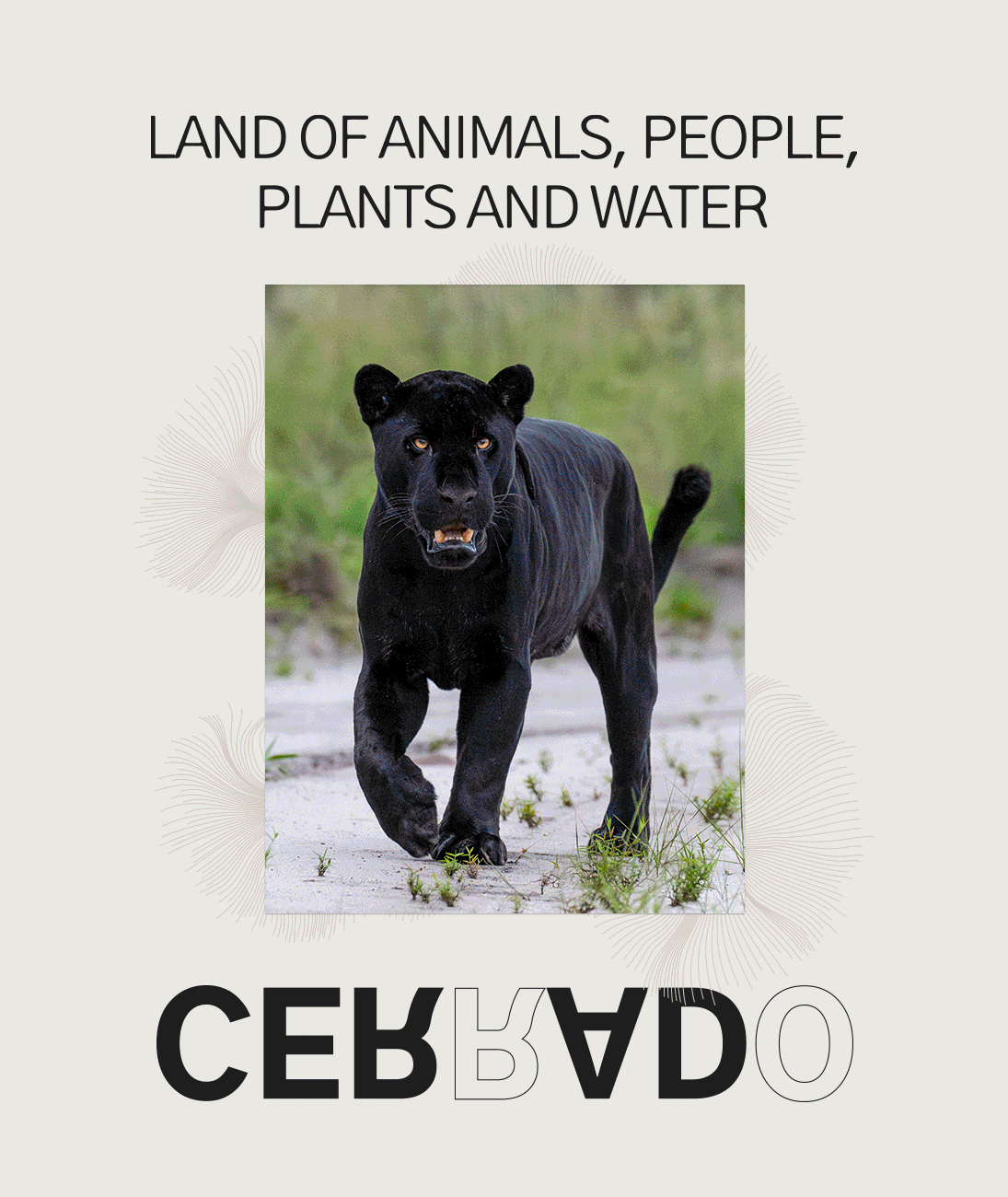 The Cerrado:
