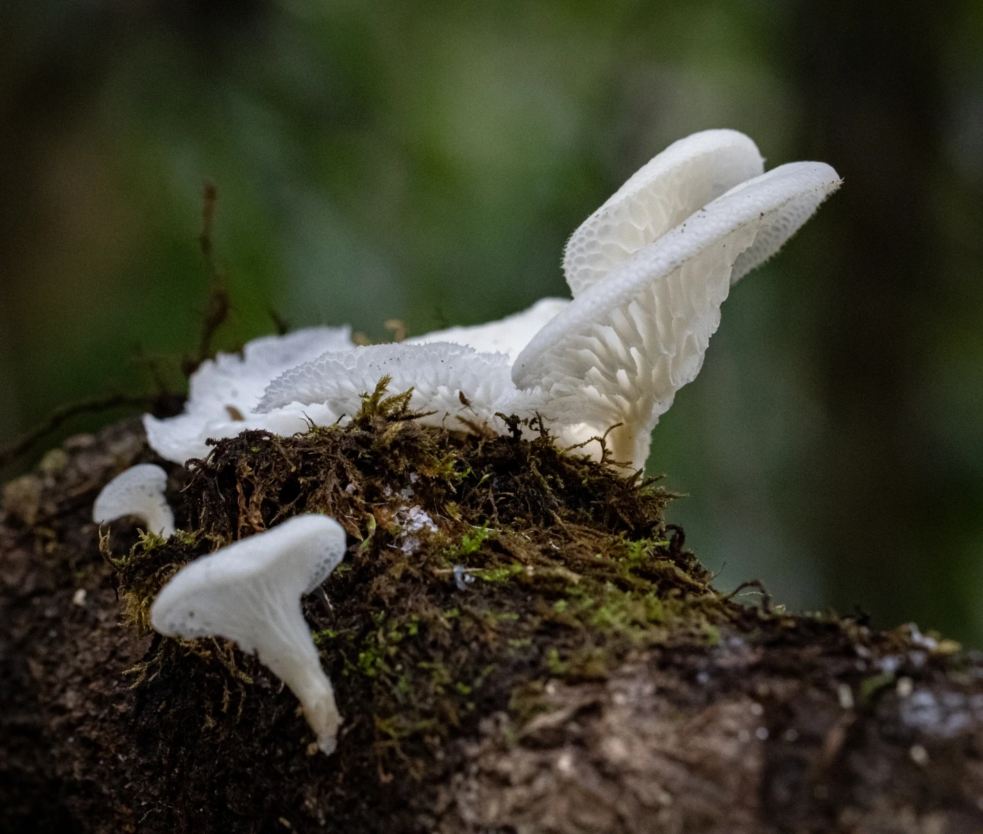 Mushrooms &ndash; Fazenda Bananal