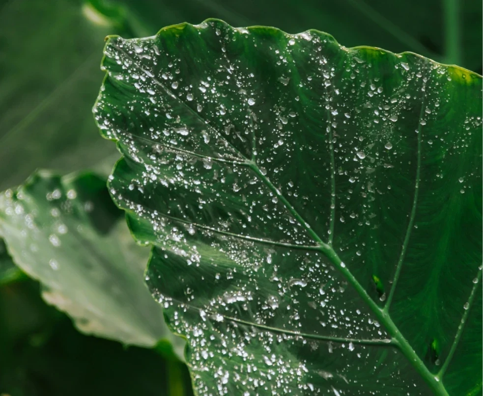 O Dia Mundial do Meio Ambiente