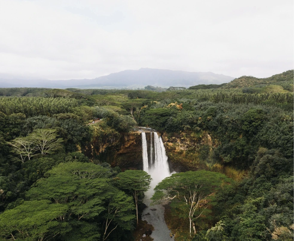Mata Atl&acirc;ntica